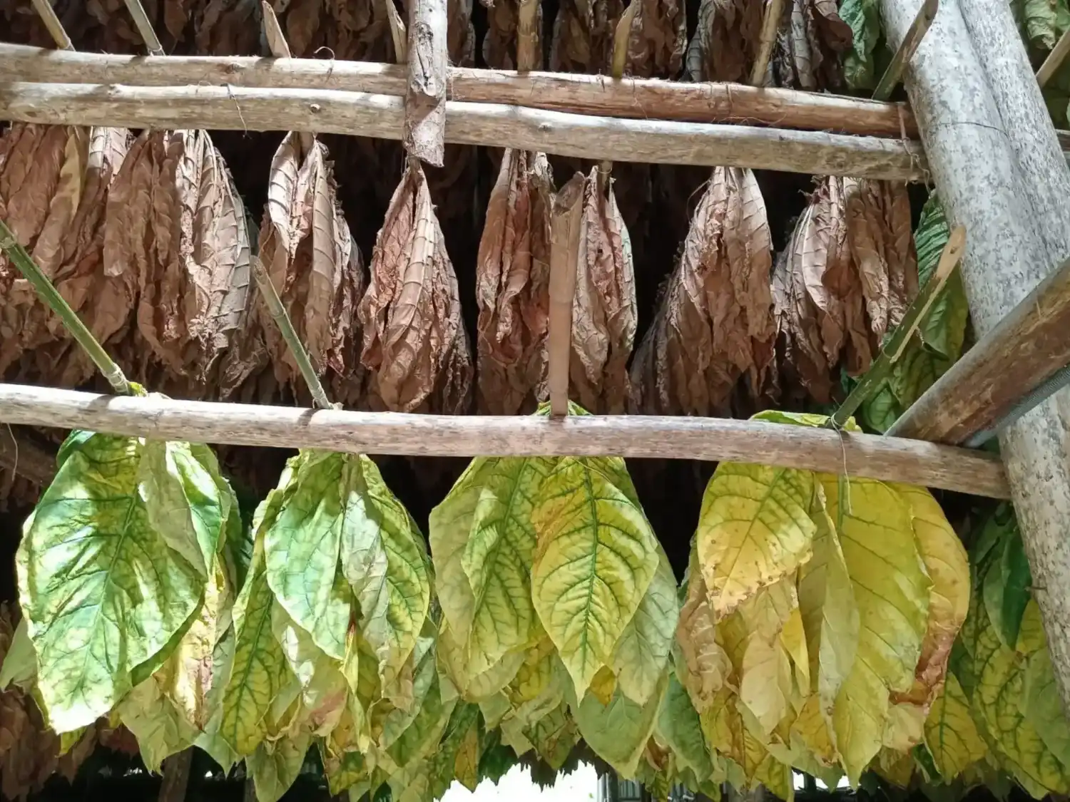 Tobacco leaves at different curing stages in our own curing house