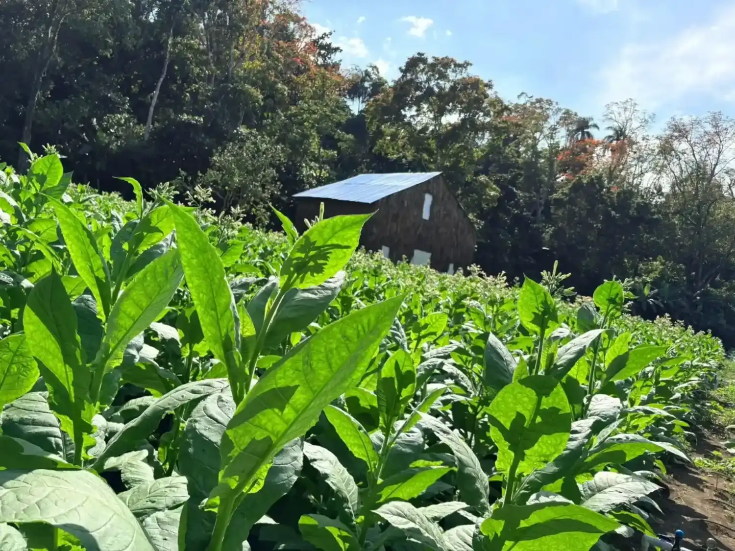 Our 25,000 m² tobacco plantation